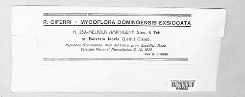 Meliola amphigena image
